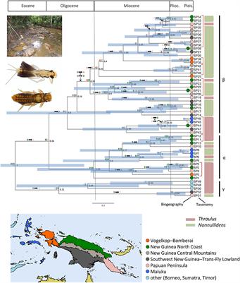 Biogeography and Ecological Diversification of a Mayfly Clade in New Guinea